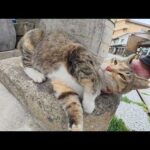 三毛猫が「ほっぺたがかい～の」と電柱にスリスリする(YouTube)