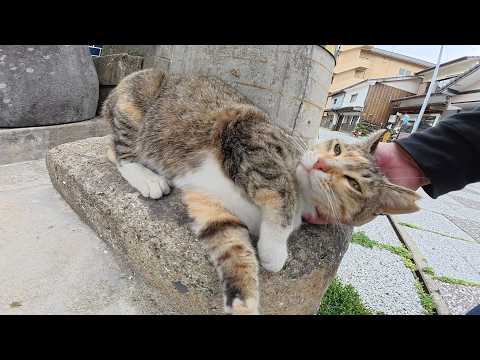 三毛猫が「ほっぺたがかい～の」と電柱にスリスリする(YouTube)