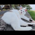 毛玉ボールに変身していたマロ猫ちゃんをモフる(YouTube)