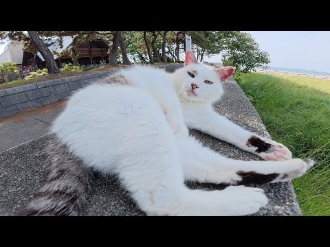毛玉ボールに変身していたマロ猫ちゃんをモフる(YouTube)
