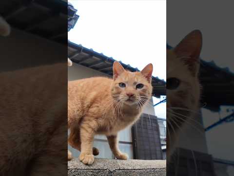 漁港の街の路地裏で出会った猫と細道を歩く #ImpressedCatVideo #catisland #猫(YouTube)