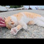 人懐っこい茶シロ猫がボートから出てきてキュルキュルと甘えてきた(YouTube)