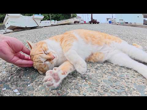 人懐っこい茶シロ猫がボートから出てきてキュルキュルと甘えてきた(YouTube)