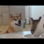 柴犬兄と保護猫の和やかなムード！そこへ母親役の柴犬妹が来ると‥こうなる。。(YouTube)