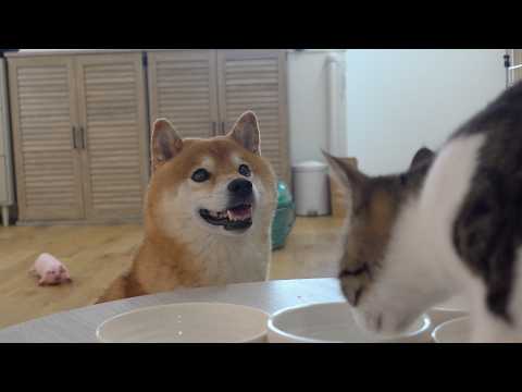柴犬兄と保護猫の和やかなムード！そこへ母親役の柴犬妹が来ると‥こうなる。。(YouTube)