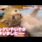 ミルクいやいやが始まりました～  泥の中から緊急レスキュー Day9  モグ  2025 05 14 2(YouTube)