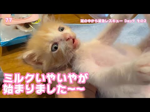 ミルクいやいやが始まりました～  泥の中から緊急レスキュー Day9  モグ  2025 05 14 2(YouTube)
