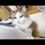 大好きなお母さんの前で不覚にもブス顔になってしまった猫(YouTube)
