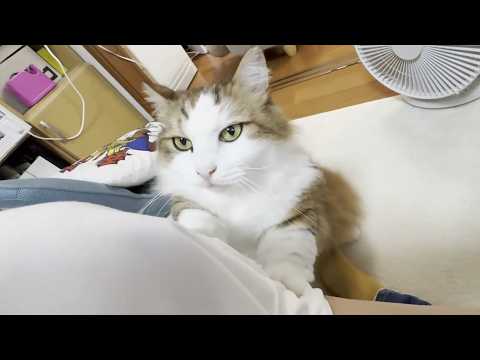 大好きなお母さんの前で不覚にもブス顔になってしまった猫(YouTube)