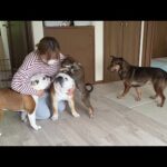 1ヶ月前まで人が怖かった保護犬が、帰宅帰りのママの所までお迎えしてくれる様になりました！(YouTube)