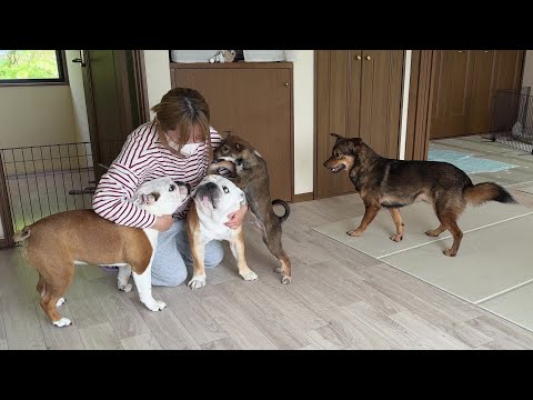 1ヶ月前まで人が怖かった保護犬が、帰宅帰りのママの所までお迎えしてくれる様になりました！(YouTube)