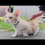 激カワな家猫ちゃんがボス猫への挨拶を忘れた結果・・・(YouTube)