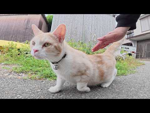 激カワな家猫ちゃんがボス猫への挨拶を忘れた結果・・・(YouTube)
