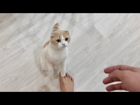なでなでしてほしいと思わず立ち上がっちゃう子が可愛いすぎます。。(YouTube)