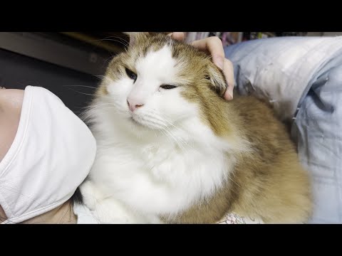 ゴールデンウィーク後半の夜を娘のベッドで過ごす猫(YouTube)