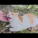 爆睡する猫達を見守っていると、茶シロ猫が「モフって！」とよって来た(YouTube)