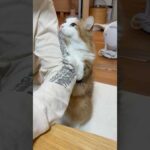 なぁなぁ見て〜立ってんねん(YouTube)