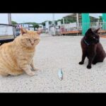 フード支援が充実し、お魚への執着心が薄れてきた猫達(YouTube)
