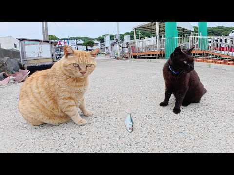 フード支援が充実し、お魚への執着心が薄れてきた猫達(YouTube)