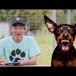 あるあるミニチュアピンシャー凶暴化【視聴者さんからの相談】(YouTube)