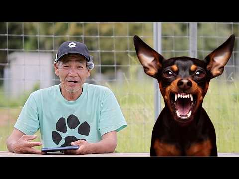 あるあるミニチュアピンシャー凶暴化【視聴者さんからの相談】(YouTube)