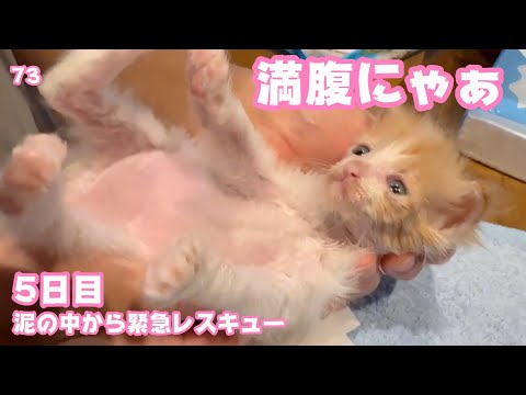 緊急レスキュー  5日目  満腹にゃあ  モグ   2025 05 10 1(YouTube)