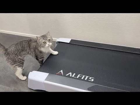 ウォーキングしたくて待ってる元気なもちが可愛すぎます笑(YouTube)