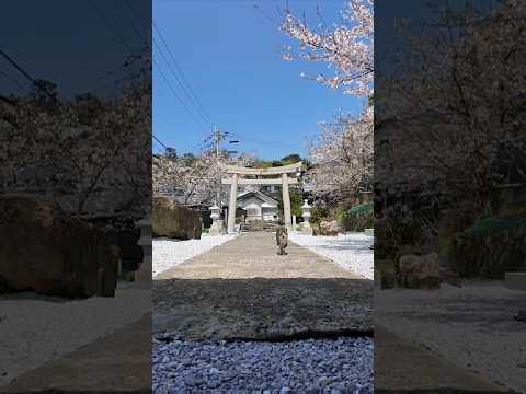 神社で休憩していたら猫がトコトコ歩いてきて膝の上に乗ってきた #ImpressedCatVideo #catisland #猫(YouTube)