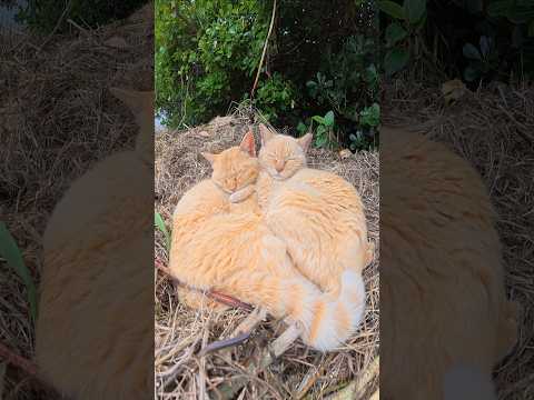 茶トラ猫の親子が抱き合ってお昼寝する #猫 #cat #ネコ(YouTube)