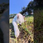 マロ猫ちゃんが丸い毛玉になって尻尾のお手入れする #猫 #cat #ネコ(YouTube)