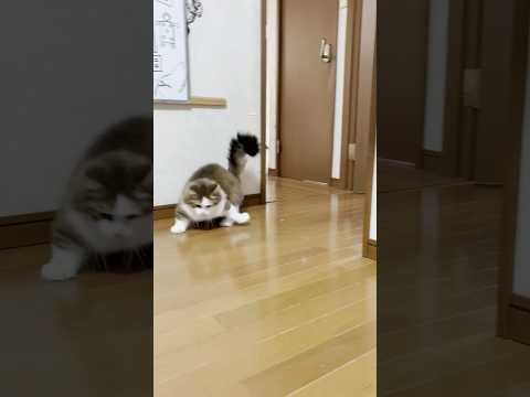 そんなに慌ててどこ行くの？(YouTube)