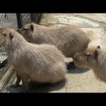 カピバラから(YouTube)