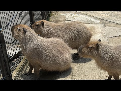 カピバラから(YouTube)
