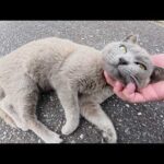 ロシアンブルーみたいな猫が「マイクを渡せ！」と攻撃してきた(YouTube)
