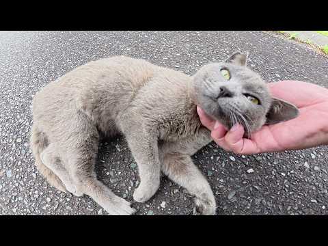 ロシアンブルーみたいな猫が「マイクを渡せ！」と攻撃してきた(YouTube)
