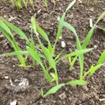 乾燥牧草ライムギのご紹介(ブログ)