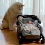 カートの赤ちゃんを見守っていた大型犬→誰も居ない時に…こっそりしていた『衝撃的な行動』が276万再生「オチｗ」「我慢してたのねｗ」と爆笑(ブログ)