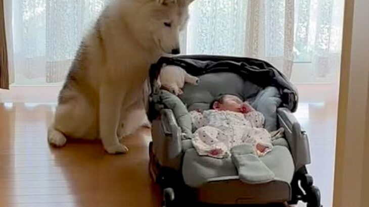 カートの赤ちゃんを見守っていた大型犬→誰も居ない時に…こっそりしていた『衝撃的な行動』が276万再生「オチｗ」「我慢してたのねｗ」と爆笑(ブログ)