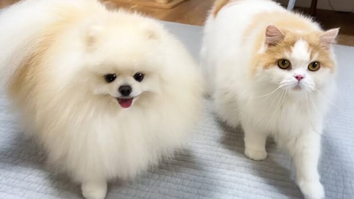夜0時、普段は違う場所で寝る犬と猫に『久しぶりに一緒に寝よう』と言ったら…あまりにも尊い光景に「最強に可愛い」「モフモフ兄弟」と4万再生(ブログ)