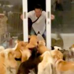 33頭の犬と暮らすお父さん→外出から帰宅すると…迫力満点な『熱烈歓迎の光景』が186万再生「愛されてるの伝わる」「幸せそうで羨ましい」(ブログ)