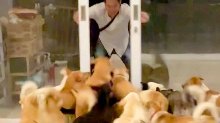 33頭の犬と暮らすお父さん→外出から帰宅すると…迫力満点な『熱烈歓迎の光景』が186万再生「愛されてるの伝わる」「幸せそうで羨ましい」(ブログ)