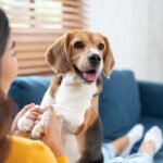 犬と飼い主が『幸せになる』ために欠かせないこと4つ　愛犬と充実した生活を送るにはどうすればいい？(ブログ)