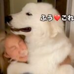 『1回だけ…お願い』深夜、突然たたき起こされたと思ったら超大型犬が…寝起きには辛すぎる『まさかの要求』に「重いｗ」「ふたりとも可愛い」(ブログ)