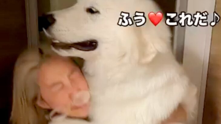 『1回だけ…お願い』深夜、突然たたき起こされたと思ったら超大型犬が…寝起きには辛すぎる『まさかの要求』に「重いｗ」「ふたりとも可愛い」(ブログ)
