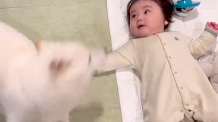 転がる赤ちゃんが『隣ではしゃぐ犬の動き』にツボった結果→まるで喜ばせているかのような『尊い光景』が4万再生「指さしてるｗ」「可愛すぎ」(ブログ)
