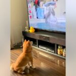 朝、テレビに映った『ラッコ』に釘付けの犬→急に立ち上がり…衝撃的な『まさかの行動』が79万再生「マネっ子かな？」「可愛すぎる」と絶賛(ブログ)
