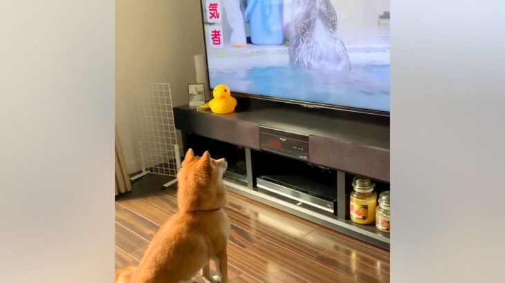 朝、テレビに映った『ラッコ』に釘付けの犬→急に立ち上がり…衝撃的な『まさかの行動』が79万再生「マネっ子かな？」「可愛すぎる」と絶賛(ブログ)