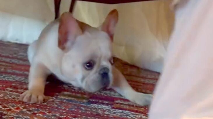 お出かけをしようとしたら、犬が嫌がってしまい…テーブルで繰り広げられた『可愛すぎる攻防戦』が47万再生「表情ｗｗ」「愛おしい」と絶賛の声(ブログ)