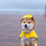 犬に『レインコート』は着せたほうがいい？得られるメリットや拒否する時の対処法まで(ブログ)