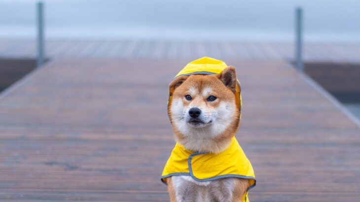 犬に『レインコート』は着せたほうがいい？得られるメリットや拒否する時の対処法まで(ブログ)